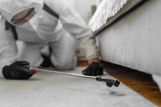 Professional Rodent Control technician working in Bellair-Meadowbrook Terrace, FL